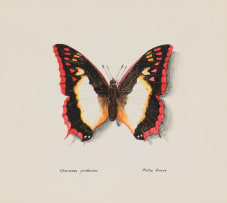 Phillip Grieve; Charaxes Protoclea (Flame-bordered Emporer)