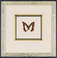 Phillip Grieve; Charaxes Protoclea (Flame-bordered Emporer)