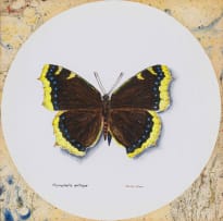 Phillip Grieve; Nymphalis Antiopa (Mourning Cloak)