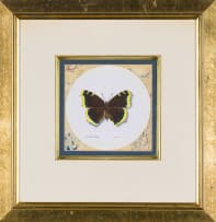 Phillip Grieve; Nymphalis Antiopa (Mourning Cloak)