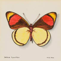 Phillip Grieve; Batesia Hypochlora (Pastel Papillion)