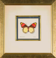 Phillip Grieve; Batesia Hypochlora (Pastel Papillion)