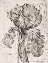 William Kentridge; Dutch Iris