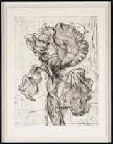 William Kentridge; Dutch Iris