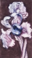 William Kentridge; White Iris