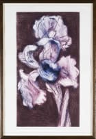 William Kentridge; White Iris