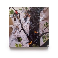 Barbara Wildenboer; Birds
