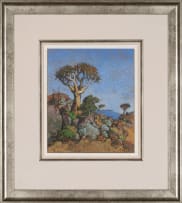 Conrad Theys; Namaqualand, Giant Quiver Tree (Reuse Kokerboom)