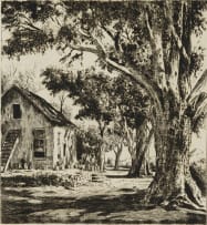 Tinus de Jongh; The Old Tree, Hout Bay