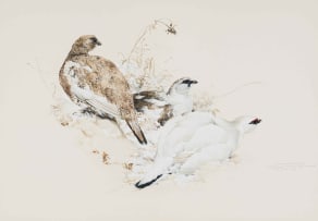 Raymond Harris-Ching; Ptarmigan in Summer, Autumn and Winter Plumage