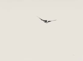Wim Botha; Thousand Things, Part 146