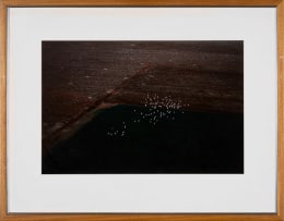 Herman Potgieter; Aerial View of a Flock of Birds over a Farm Landscape