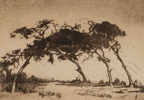 Nita Spilhaus; Trees, from the Trees portfolio