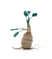 Peta Becker; Sprouting tuber, 2024