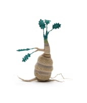 Peta Becker; Sprouting tuber, 2024