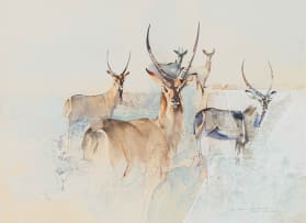 Derric van Rensburg; Waterbuck