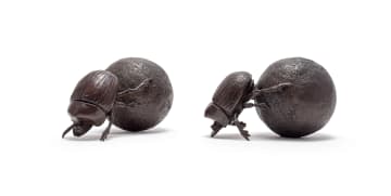 Donald Greig; Dung Beetles, two