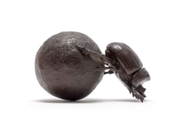 Donald Greig; Dung Beetles, two