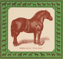 Robert Hodgins and Jan Neethling; Belgian Stallion 'Prince Royal'; French Coach Stallion 'Kervela' (1342); Shire Stallion 'Honest Tom' (1105); Clydesdale Stallion 'Prince Patrick', four