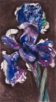 William Kentridge; Dutch Iris II
