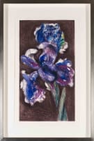 William Kentridge; Dutch Iris II