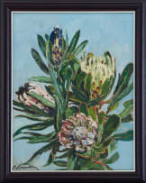 Robert Broadley; Proteas