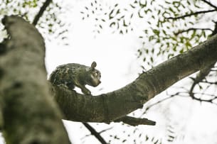 Stefanie de Beer; Bush Baby V, The Last Light Series