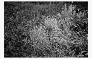 Kathryn White; Synaesthesia I: Speak, Wind