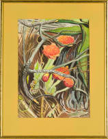 Edith King; Haemanthus Coccineus (Paintbrush Lily)