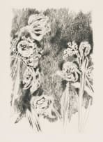 Andrew Verster; Irises