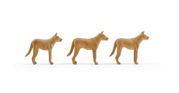 Julius Mfethe; Dogs, three