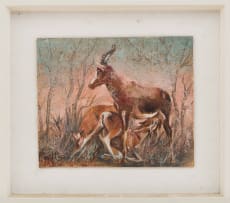 François Krige; Blesbuck