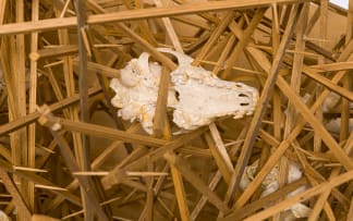 Sarel Petrus; Peripersonal Space