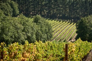 Ataraxia; ‘Sympathy For The Pinot’ Pinot Noir; 2024; 12 (2 x 6); 750ml
