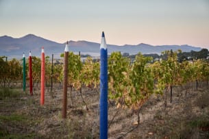 Luddite Wines; Square Dog Grenache; 2024; 36 (6 x 6); 750ml