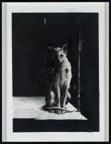 Craig Muller; Calisto