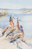 Barbara Siedle; White Faced Whistling Ducks