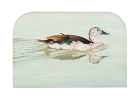 Michael (Mick) J Allard; Sarkidiornis Melanotos, Knob Billed Duck