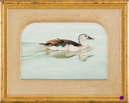 Michael (Mick) J Allard; Sarkidiornis Melanotos, Knob Billed Duck