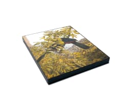 Gail Denise Darroll; Birds of the Southern Cape, The Sappi Selection