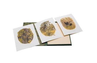 Gail Denise Darroll; Birds of the Southern Cape, The Sappi Selection