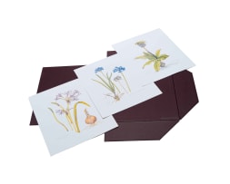 Tessa Dean; Botanical Print Portfolio 2002: uKhahlamba Drakensberg Flowers