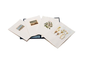 Unknown Artist; A Botanical Heritage from the Bolus Collection