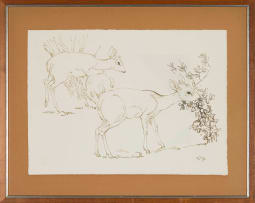 Zakkie Eloff; Duikers Grazing