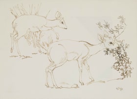 Zakkie Eloff; Duikers Grazing