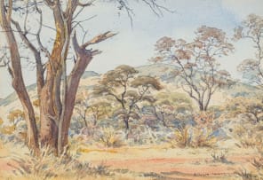 Erich Mayer; Acacia Forest