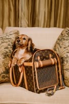 Louis Vuitton; A Vintage Monogram Sac Chien (Dog Bag) with Gold-Tone Hardware