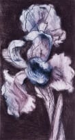 William Kentridge; White Iris