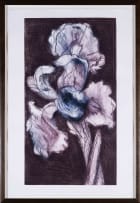 William Kentridge; White Iris
