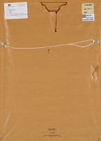 Brett Murray; Shame IV